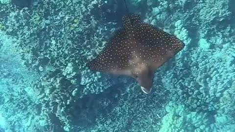 underwater#eagleray