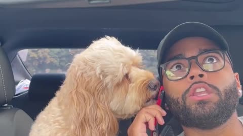 She felt embarrassed at the end... 😳😂#cockapoo #dogs #puppylove