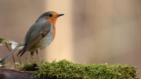 Bird Feeding On Grasss