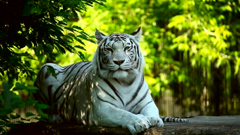 White tiger resting in the woods