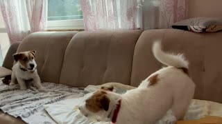 Jack Russell’s have a lot of energy