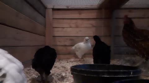 Chickens In Their Bigger Coop Day #23