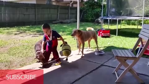 baby playing with animals