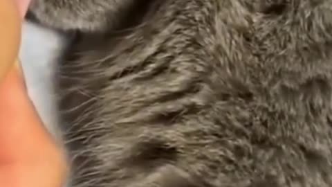 this cat video will make you laugh