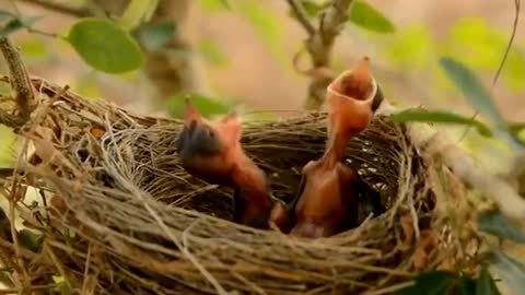 Beautuful baby chicks