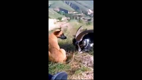 Funniest Animals 2023 😂 - Funniest Cats and Dogs 😺🐶 - Part 40/ Happyy Pett