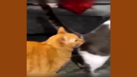 Most Unique Funny Animal Video | new funny cat and dog videos
