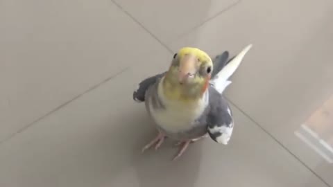 The smartest and most talkative cockatiel