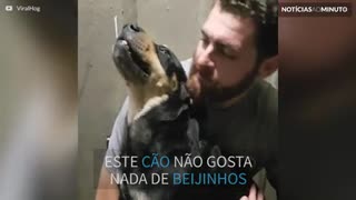 Este cão não gosta dos beijinhos do dono