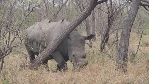 White Rhino Rubs Against Tree