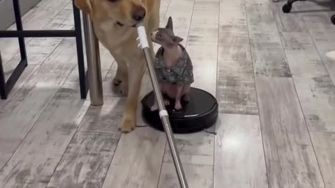 Dog and Cat Both Are Cleaning Tiles