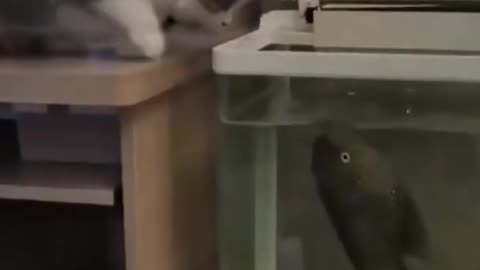 Fish jumps out of tank vs cat round 1