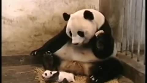 Baby Panda sneezing
