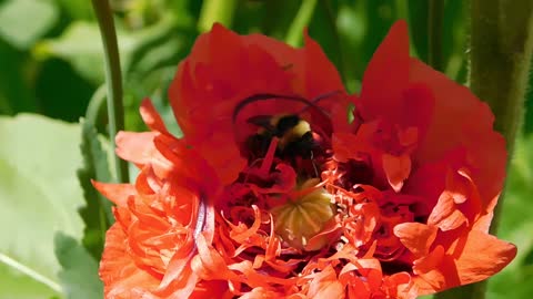 video. close up view of a bee pollinating the flower