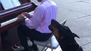 Singing doberman howls along to piano music