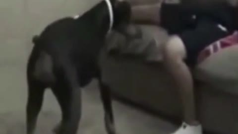 Dog Bites Its Owner's "Lower Parts"