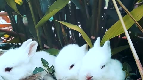 Three Small Rabbits Are Playing and Eating On Grass.