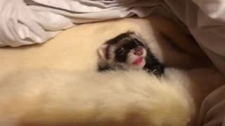 Little Bear wakes up and eats her tasty feet