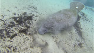 Happy Manatee Blows Bubbles in the Sand