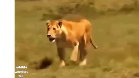 "Heroic Elephant Defends Baby Against Lions: 30 Intense Moments of Animal Bravery"