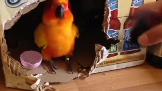 New carol bird roll over his head with toys