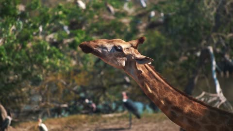 Giraffe eating in the zoo