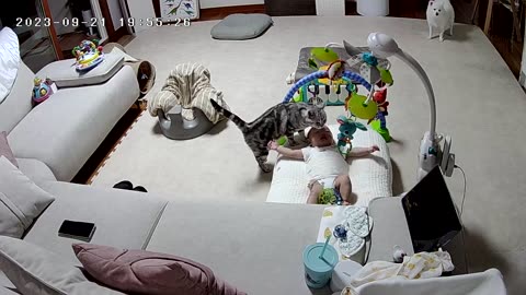 Cat Comforts Crying Baby