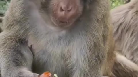 Zero the dwarf monkey literally eats his meals while falling relaxing. So lazy yet so adorable!