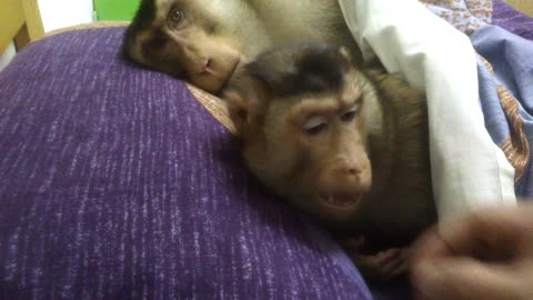 Adorable monkeys enjoy nap in owner's bed