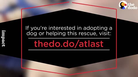 Rescue Puppies Get A Bath | The Dodo