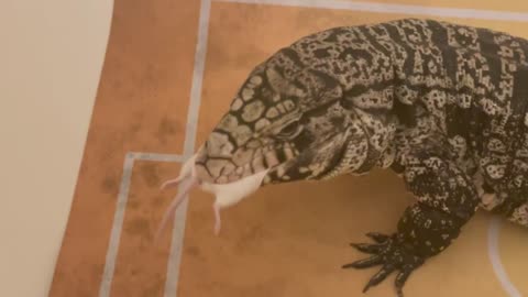 Giant Tegu Eats a big Rat