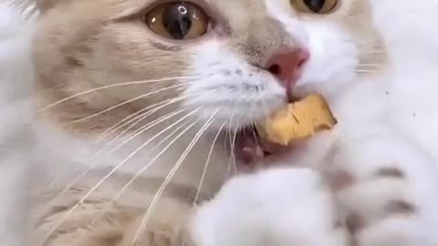 Eating 🐱 cute