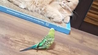 Кот и птица, милые животные #154