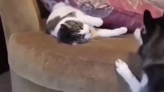 dogy playing with Cat