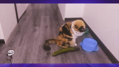 Cats Afraid of Cucumbers - Try not to laugh!!