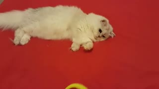 funny cute Cat playing