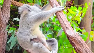 Baby koala at Australian zoo wows social media