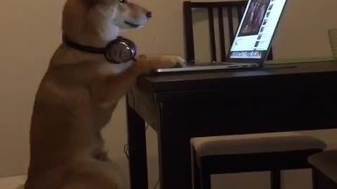 Chiko The Shiba Inu Gives His Best Human Impression