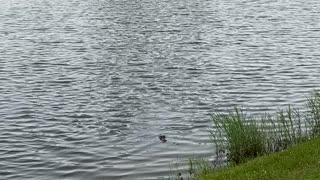 Hooked alligator on fishing pole