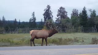 Big Elk Bugles at Jasper National Park