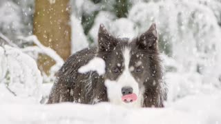 Slowmo brown white dog sticks tongue out in snow