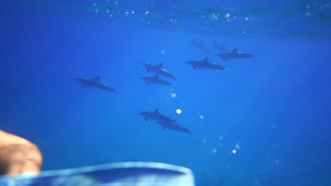 swimming with sharks