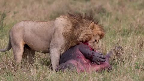 Loin Burtal attack on Hippo | Hippo Vs Lion| Wild life