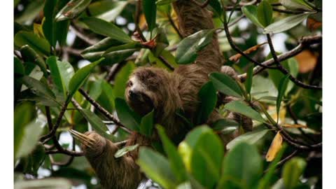 Sloth Down from tree with caring new born baby