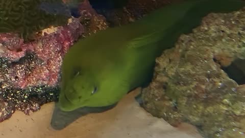 Close-up Footage Of A Green Moray Eel Under water