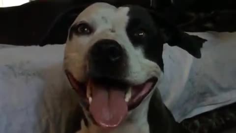 Happiest Pit-Bull EVER