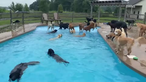 THIRTY NINE DOGS ENJOY IN THE POOL