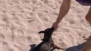 playing with my dog on the beach, twisting it in the air
