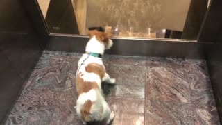A dog is having fun and scared in an elevator