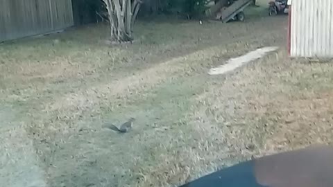 Squirrel try get Nut